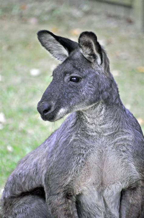 wallaroo (2848×4288) | Funny looking animals, Kakadu national park, Sandstone