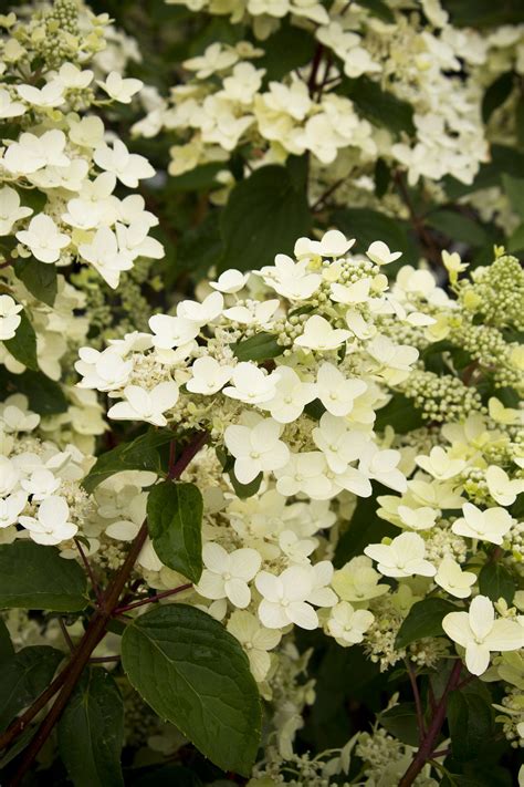 Fire and Ice Panicle Hydrangea | Panicle hydrangea, Plants, Hydrangea