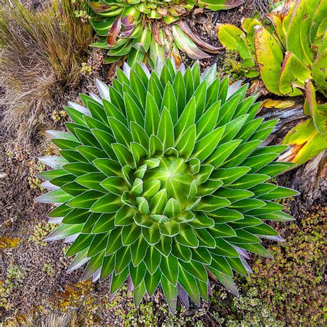 Lobelia Kilimanjaro Stock Photos, Pictures & Royalty-Free Images - iStock