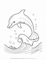 Coloring Sheet Dolphin Pages sketch template