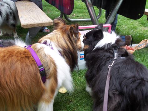 Amazing Gracie: Fun at Pueblo Collie Sheltie Rescue Picnic