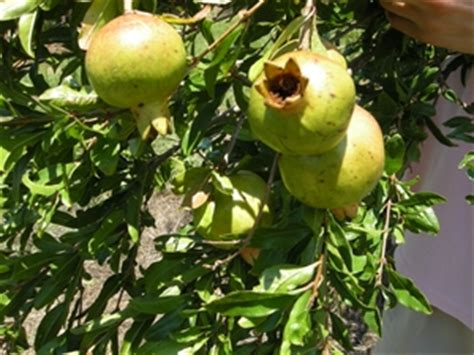 Forum: Can't Find 'WHITE' Pomegranate Tree/seeds In Australia !!! ? You Are My Last Hope‏