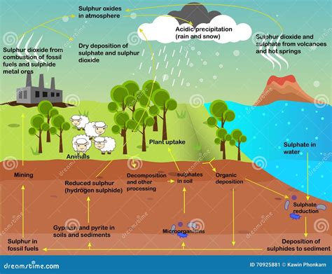 [DIAGRAM] Diagram Of The Sulfur Cycle - MYDIAGRAM.ONLINE