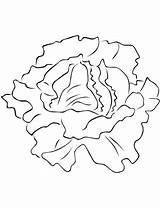 Lettuce coloring Page  Free Printable Coloring Pages sketch template