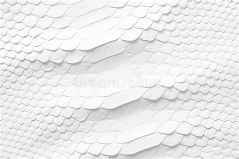 Natural Snake Skin As a Background. White Snakeskin Texture Stock Photo - Image of lizard ...