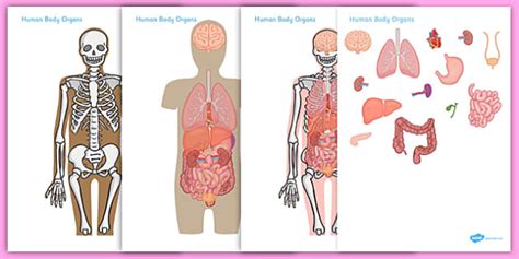 Organs In The Body / Largest Organ In The Body Size Weight Interesting Facts : This article ...