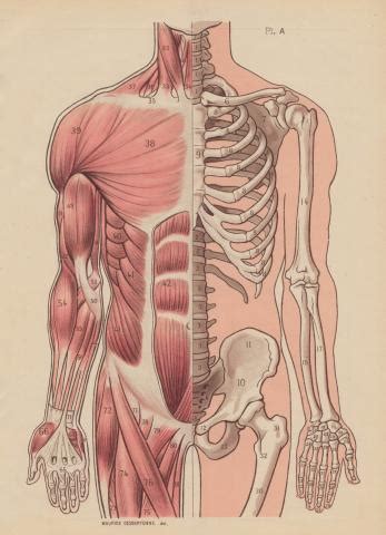 Anatomic Diagram | whereapy