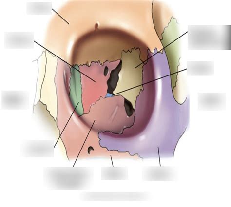 Orbital bony anatomy 1 Diagram | Quizlet