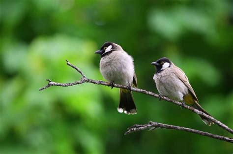 Perchoirs pour oiseaux | Magnolia et Cucurbitacée