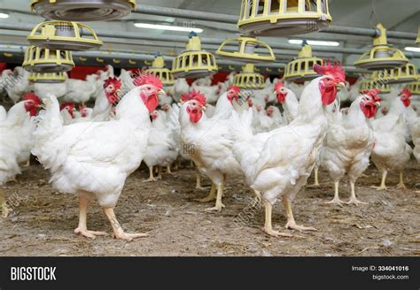 Poultry Farm Broiler Image & Photo (Free Trial) | Bigstock