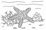 40  Starfish Coloring Pages Free Printable PDF & Online sketch template