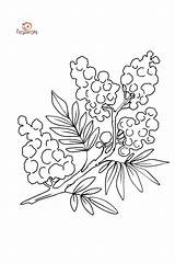 Flower Coloring Page  Mimosa ♥ Online And Print For Free sketch template