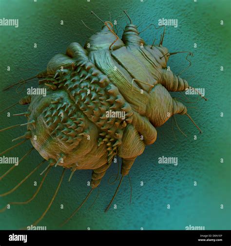 A close up view of the cause of scabies - the mite Sarcoptes scabiei Stock Photo - Alamy