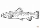 River Trout Salmo Trutta Fario coloring Page  Free Printable sketch template