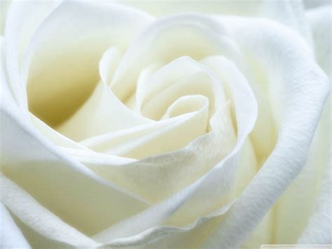 White Rose Wallpaper 4K Tons of awesome black 4k wallpapers to download for free