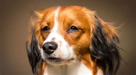 Are Koikerhondje Dogs Friendly