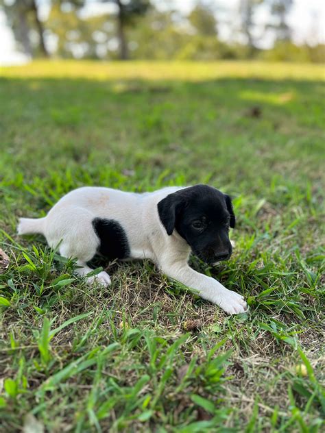 German Shorthaired Pointer Puppies For Sale In South Carolina