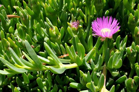 #Creature Feature – Carpobrotus modestus (Inland Pigface) - NACC ...