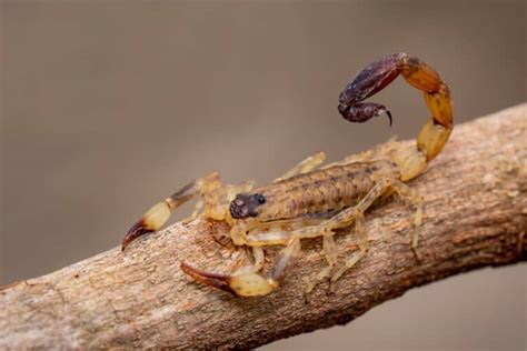 11 Insects That Bats Eat (And Why They Eat Them) - Pest Pointers