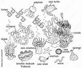 Coloring Pages Coral Reefs sketch template