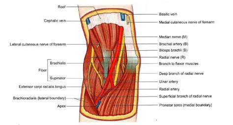 Cubital Fossa: Anatomy, Contents, and Pathology | Learn from doctor