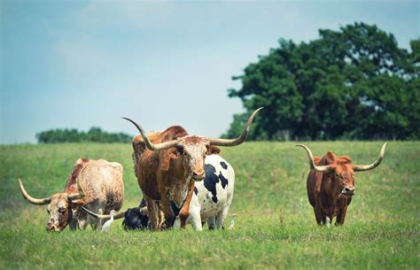 Texas Longhorn Bull Claims Longest Horns Title