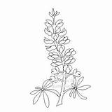Bluebonnet Coloring Template Pages sketch template