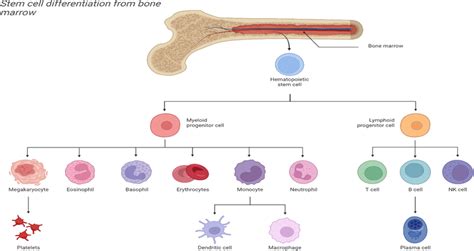 Multi-lineage differentiation of bone marrow hematopoietic stem cells ...