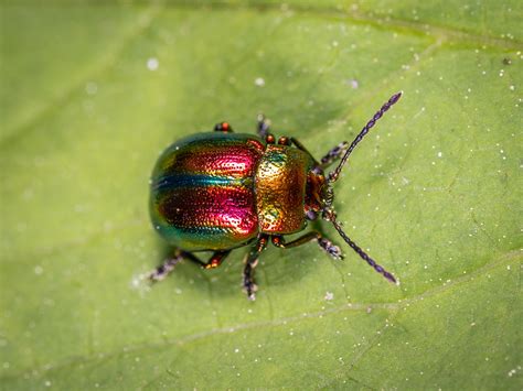 Beetle On Green Leaf · Free Stock Photo