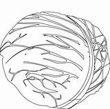 Red cabbage coloring Pages  Download Free sketch template