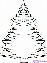 Pine Tree Coloring Pages sketch template