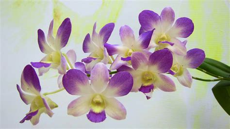 Orchids wallpaper | 1920x1080 | #66559