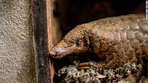 Sutter: 7 ways to help save the pangolin - CNN.com