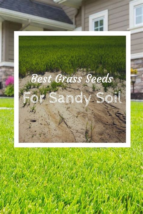 Got Sandy Soil? Know The Best Grass Seeds For Sandy Soil | Best grass seed, Growing grass, Sandy ...