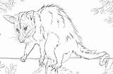 White Eared Opossum coloring page  Free Printable Coloring Pages sketch template