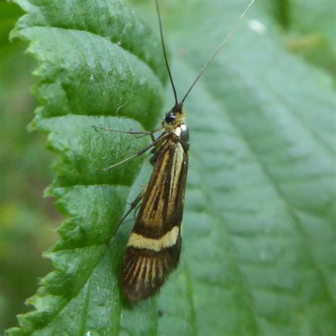 Nemophora degeerella (m) - a fairy longhorn moth 1a | Flickr