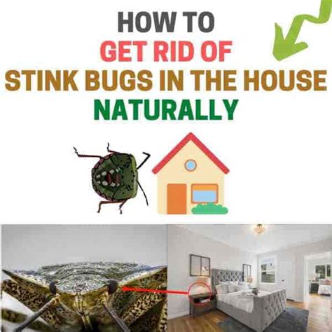 How to Get Rid of Stink Bugs in the House (Naturally) | BugWiz