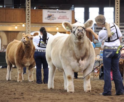 Iowa State Fair Livestock Schedule 2024 - Marjy Shannen