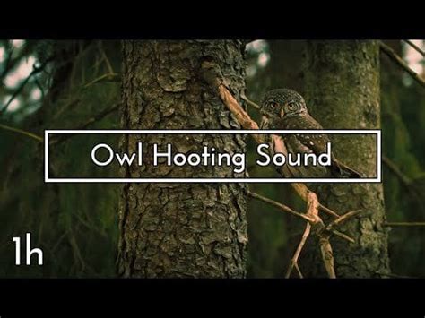 Owl Hooting Sound - 1 hour : audiomeditation