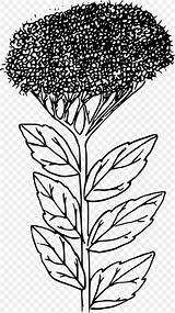 Botany Coloring Book HarperCollins Books Botanical Gardens  sketch template