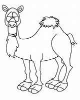 Camel coloring Pages  ColoringLib sketch template