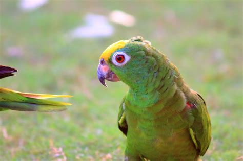 How to Identify Common Green Parrots