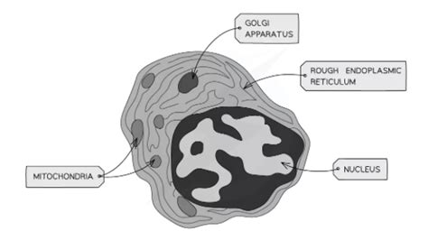 Animal and Plant Cell | Superprof