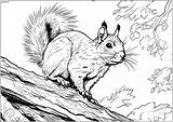Realistic Squirrel Coloring Page sketch template