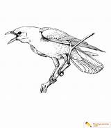 Coloring Pages Crow sketch template