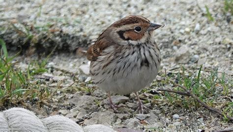 Little Bunting by Mike Gibbons - BirdGuides