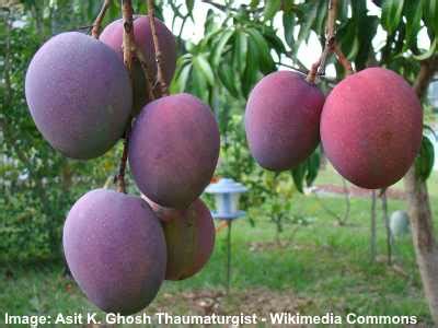 Types of Mangoes: Mango Varieties From Around the World With Pictures