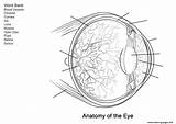 Human Eye Anatomy Worksheet Coloring Page Printable sketch template