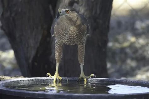 9 Types of Hawks Found in Missouri (Pictures) - Bird Feeder Hub