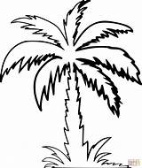 Palm Tree coloring Page  Free Printable Coloring Pages sketch template